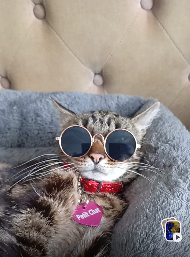 Lunettes de soleil pour chat ou petit chien "Petit Chat" modèle 1
