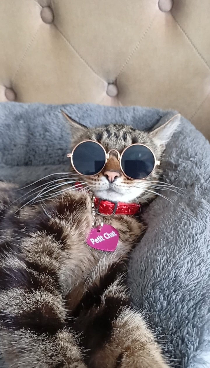 Lunettes de soleil pour chat ou petit chien "Petit Chat" modèle 1