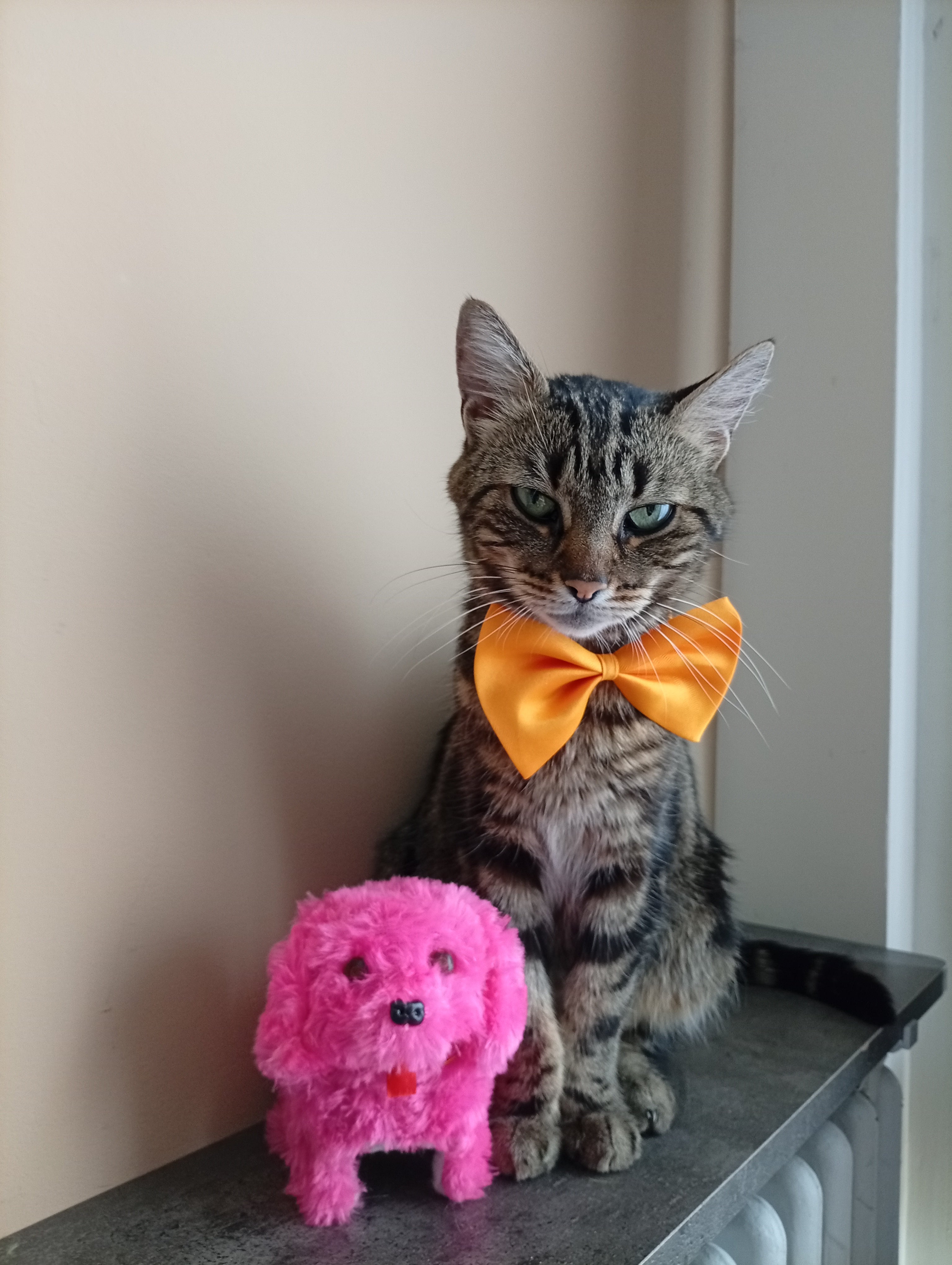 Nœud papillon Petit Chat, collier pour chat et chien réglable: 19 couleurs