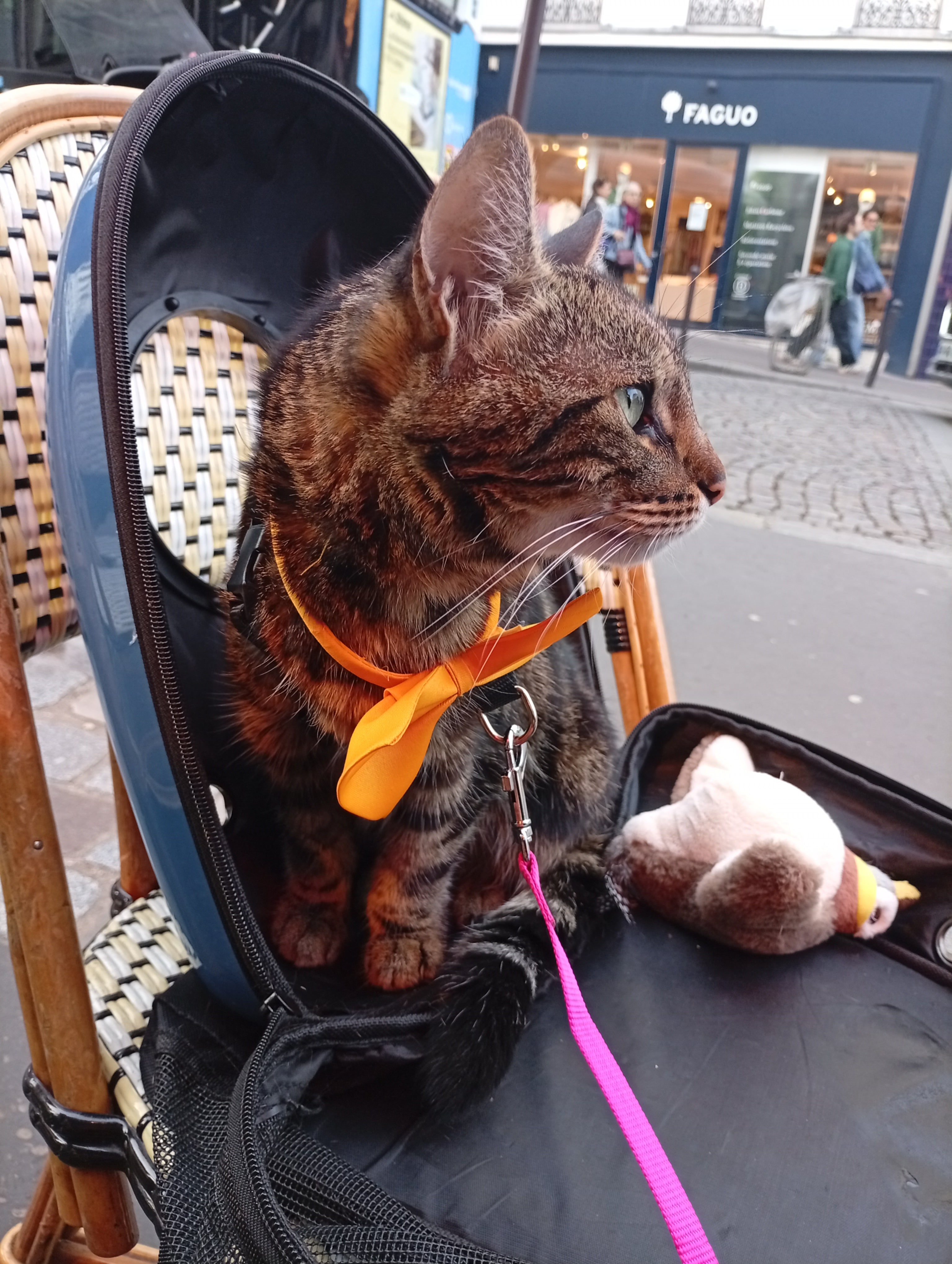 Nœud papillon Petit Chat, collier pour chat et chien réglable: 19 couleurs