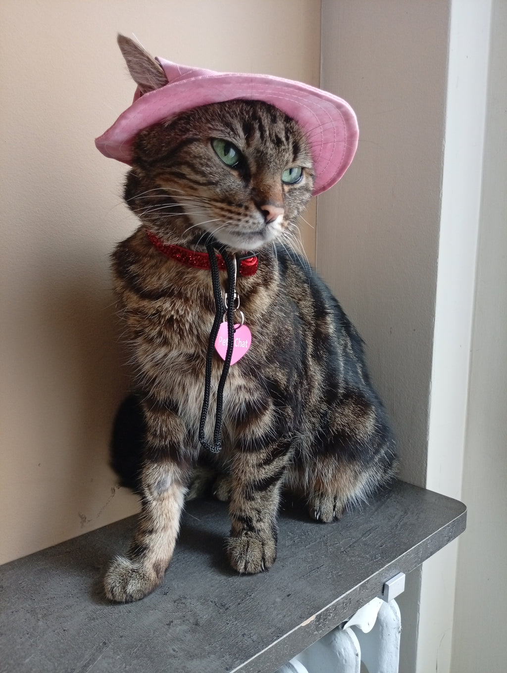 Cat Hat Model 1