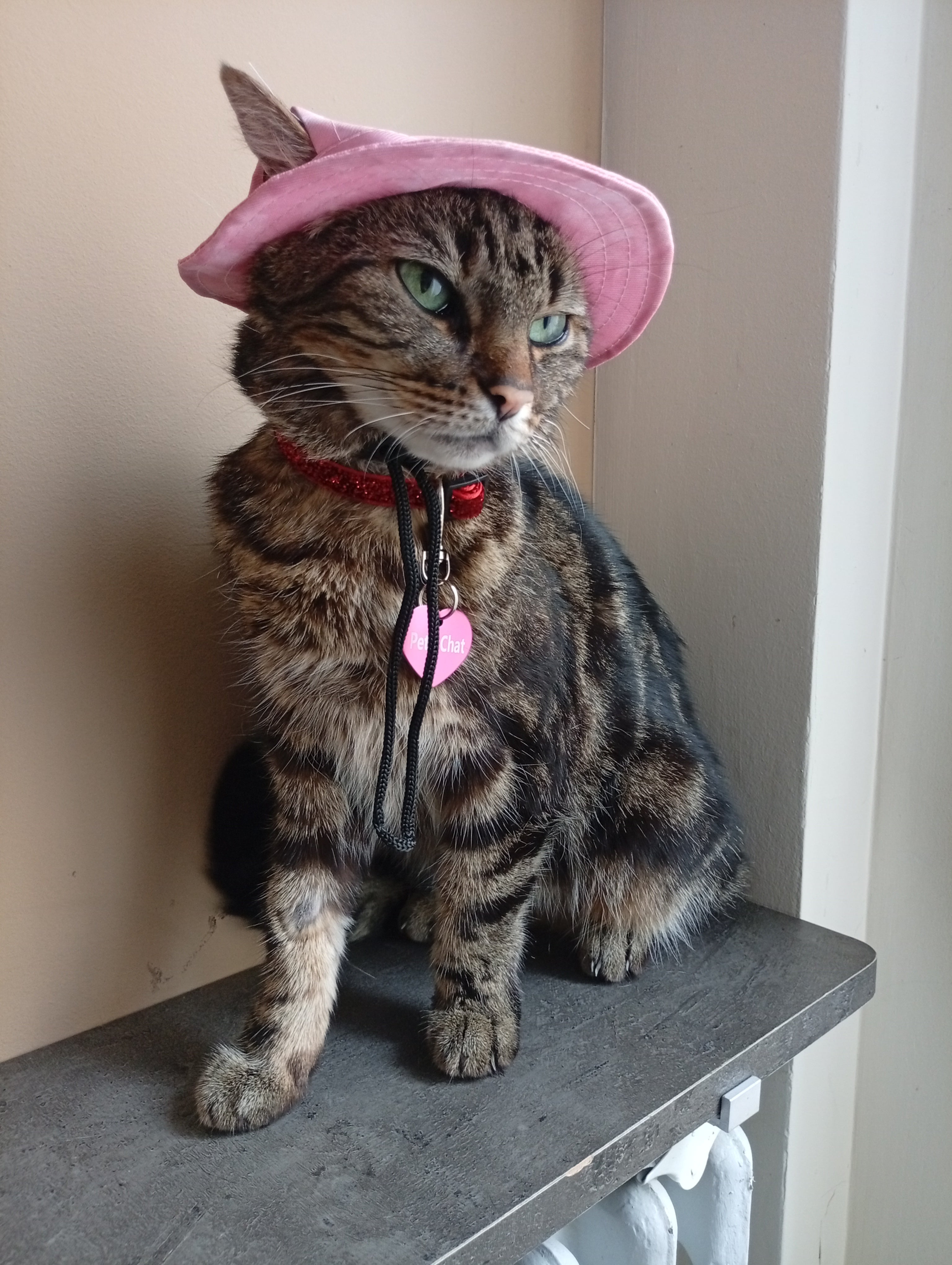 Cat Hat Model 1