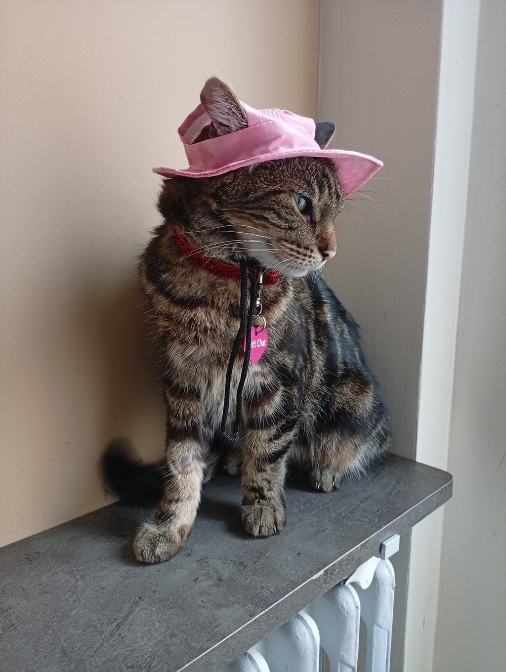 Cat Hat Model 1