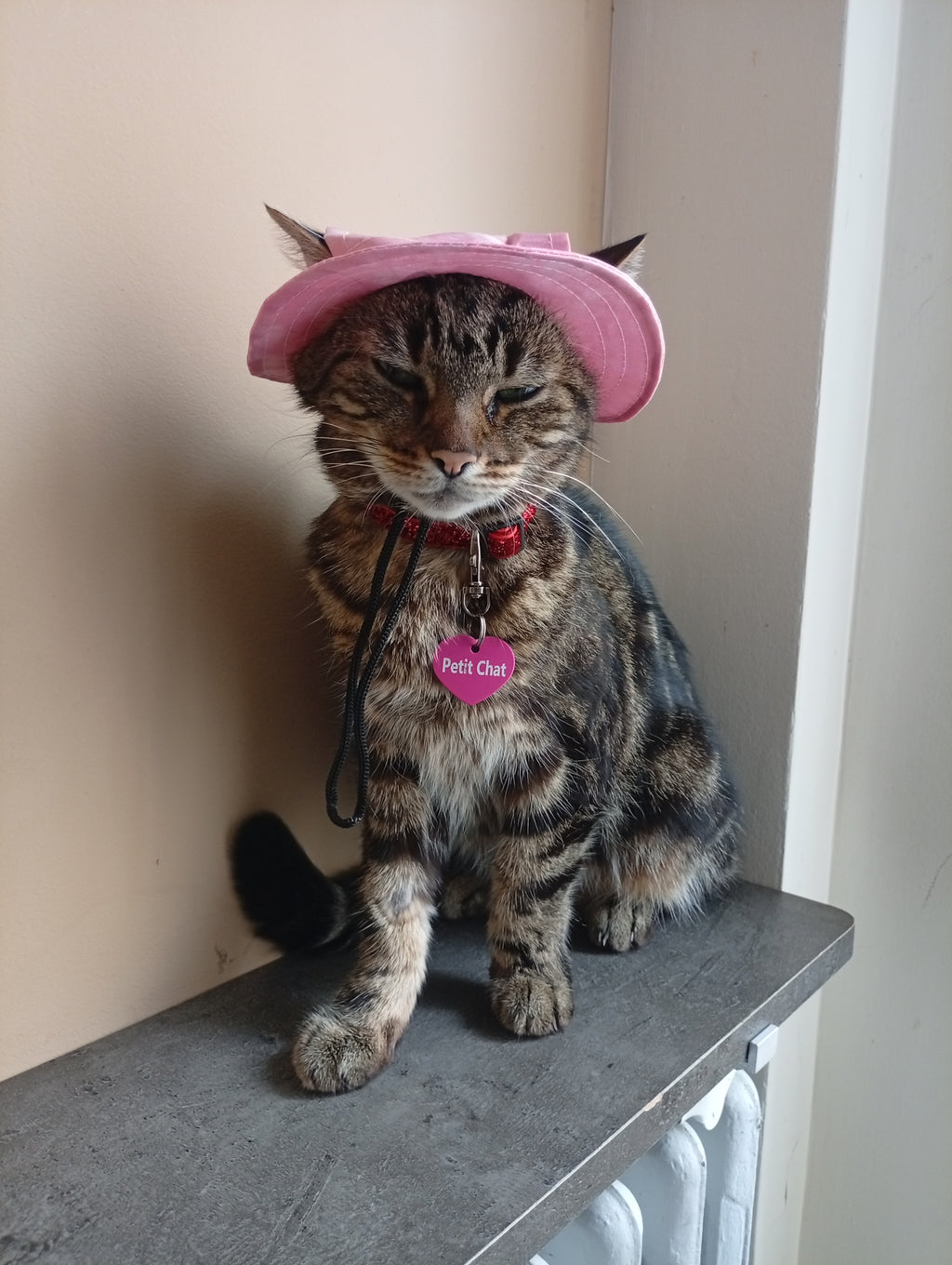 Cat Hat Model 1