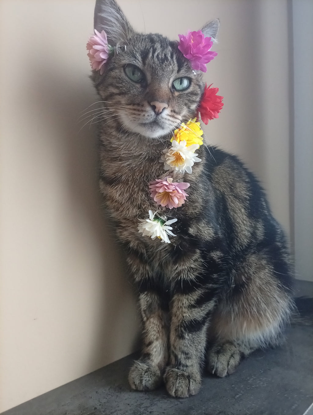 10 Pinces à fleurs pour chats et chiens