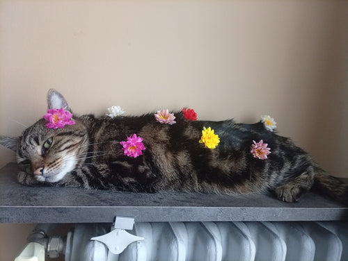 10 Pinces à fleurs pour chats et chiens