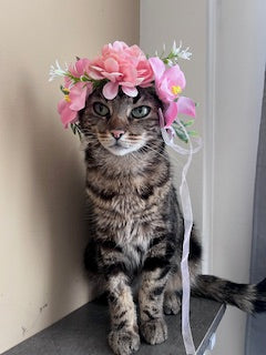 Couronne pour chat ou chien ajustable à toutes les têtes avec grandes fleurs 😺
