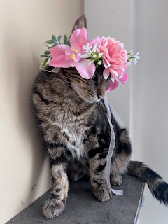 Couronne pour chat ou chien ajustable à toutes les têtes avec grandes fleurs 😺