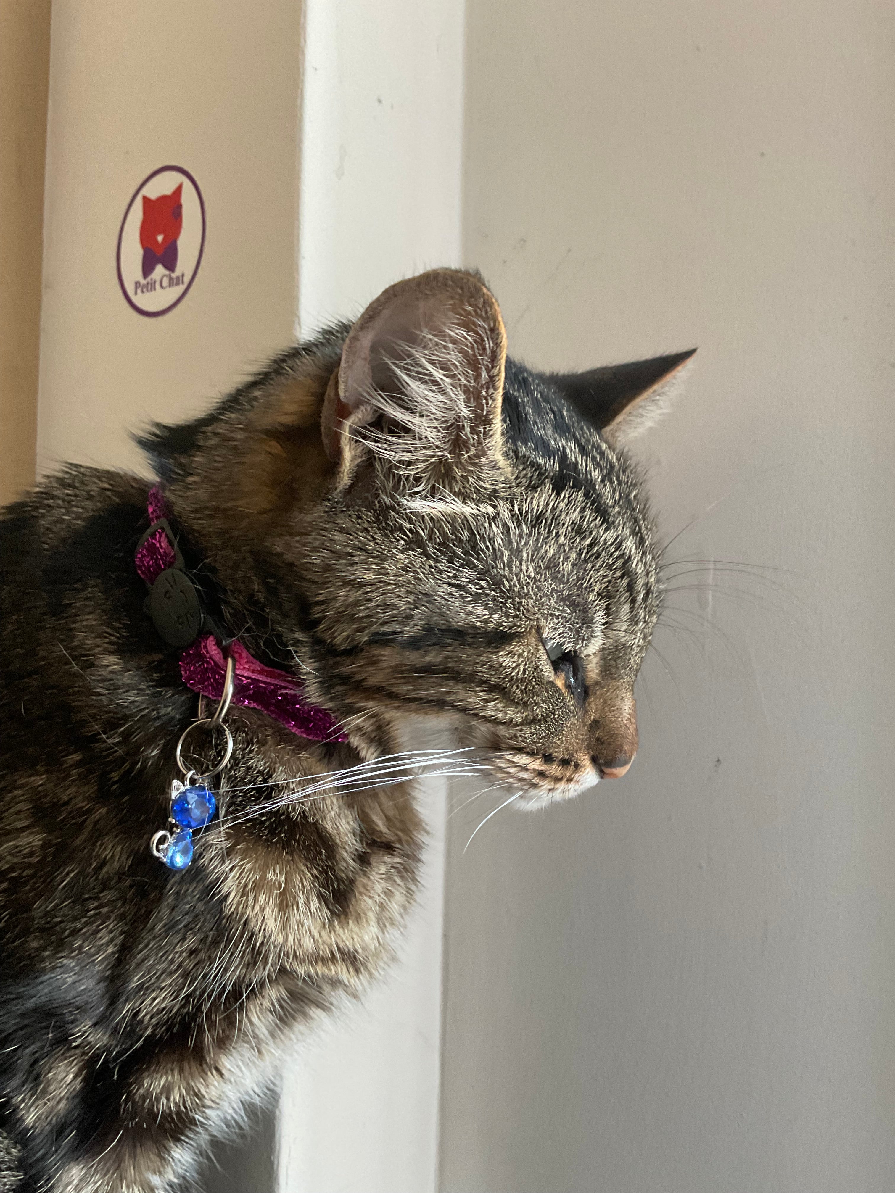 Pendentif Chat, Petit Chat pour Chats et amoureux des Chats