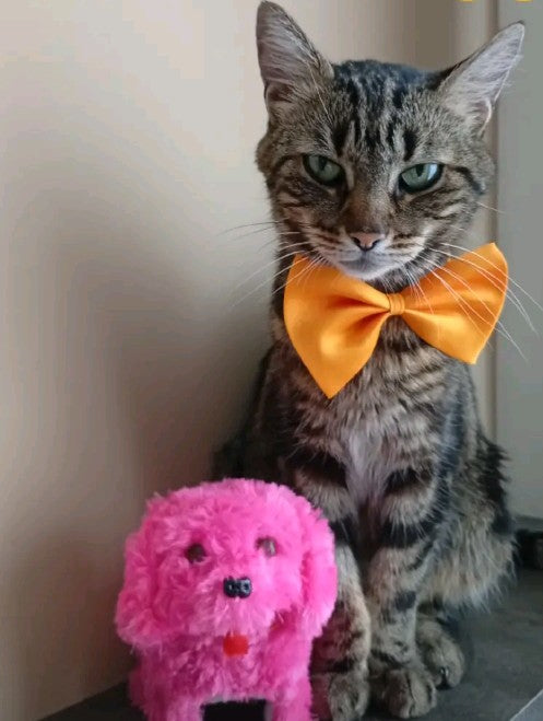 Chat, Jouet Interactif Chat & Chien Petit Chat, simulation de marche modèle roux