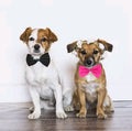 Nœud papillon Petit Chat, collier pour chat et chien réglable: 19 couleurs