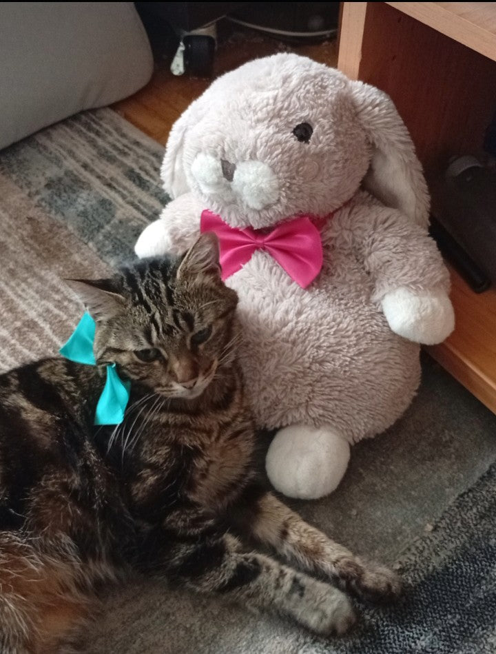 Nœud papillon Petit Chat, collier pour chat et chien réglable: 19 couleurs