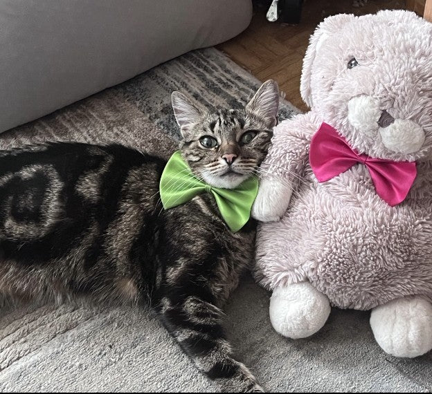 Nœud papillon Petit Chat, collier pour chat et chien réglable: 19 couleurs