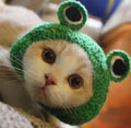 Chapeau au crochet modèle 3 🐱🐶 pour chats et petits chiens😻
