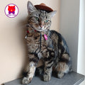 Cat Hat