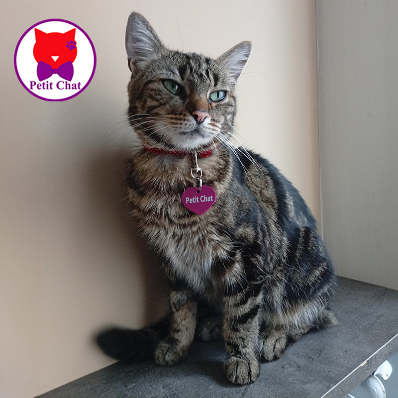 Plaque d'identification personnalisé pour animaux de compagnie avec motif coeur gravé