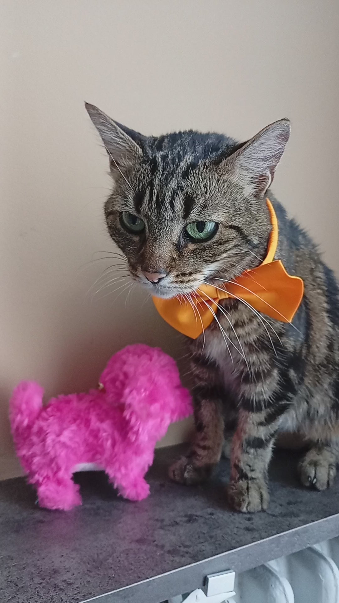 Chat, Jouet Interactif Chat & Chien Petit Chat, simulation de marche modèle roux